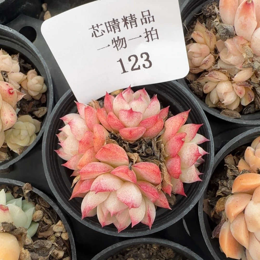 闪购精品多肉123号