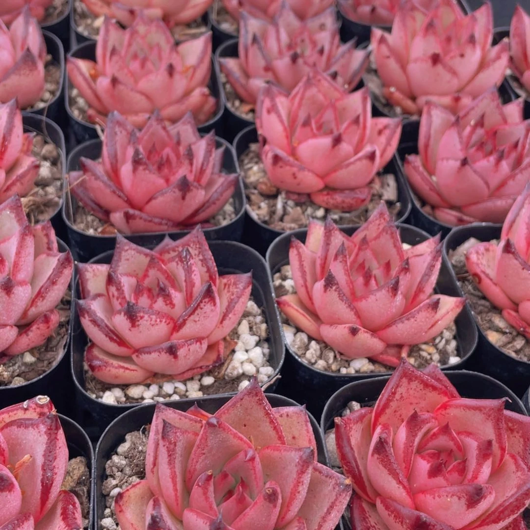 量拍33号 罗密欧金牛座单头一个