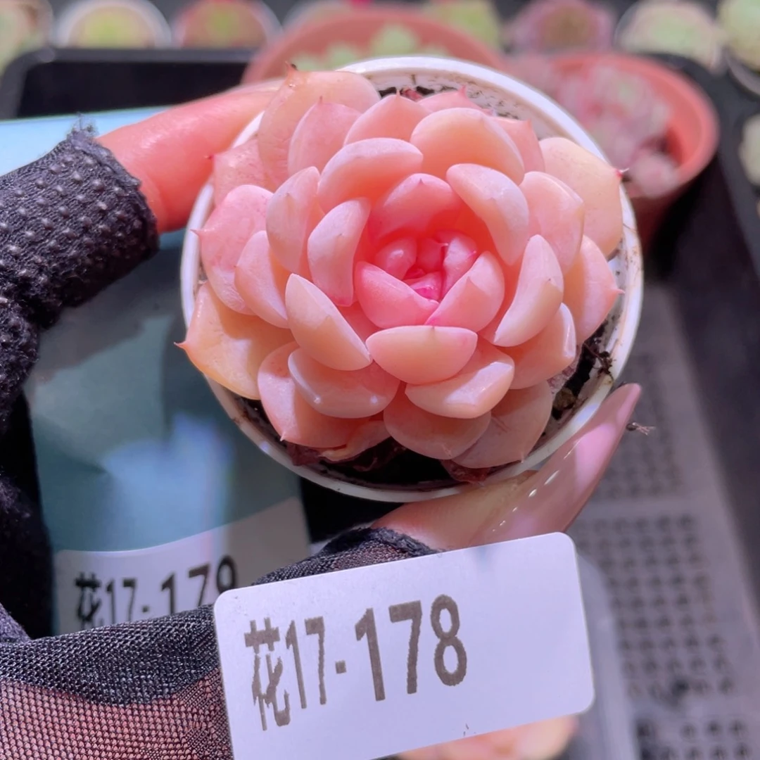花利美17-178白桃