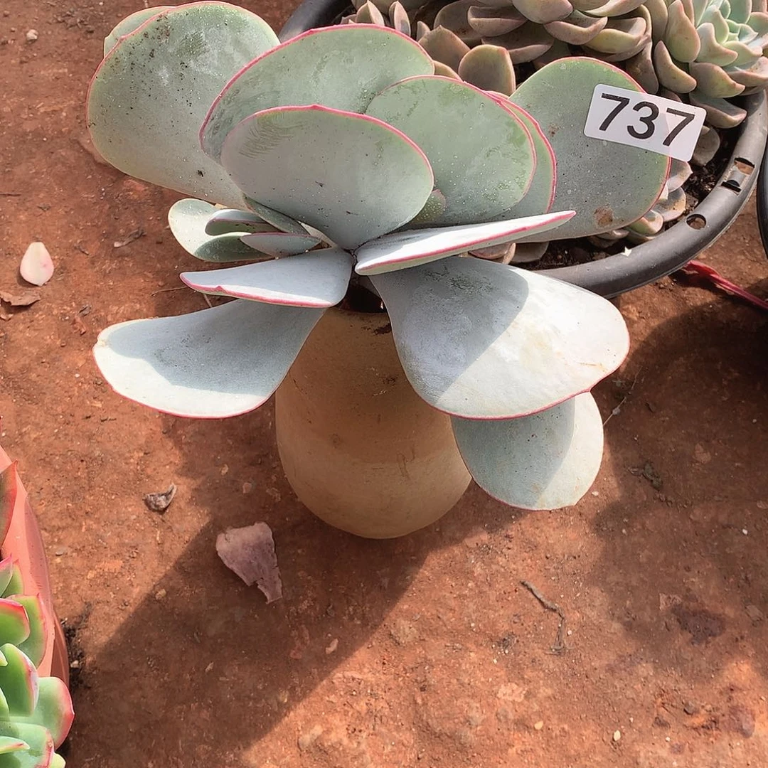 737白梅 一物一拍多肉