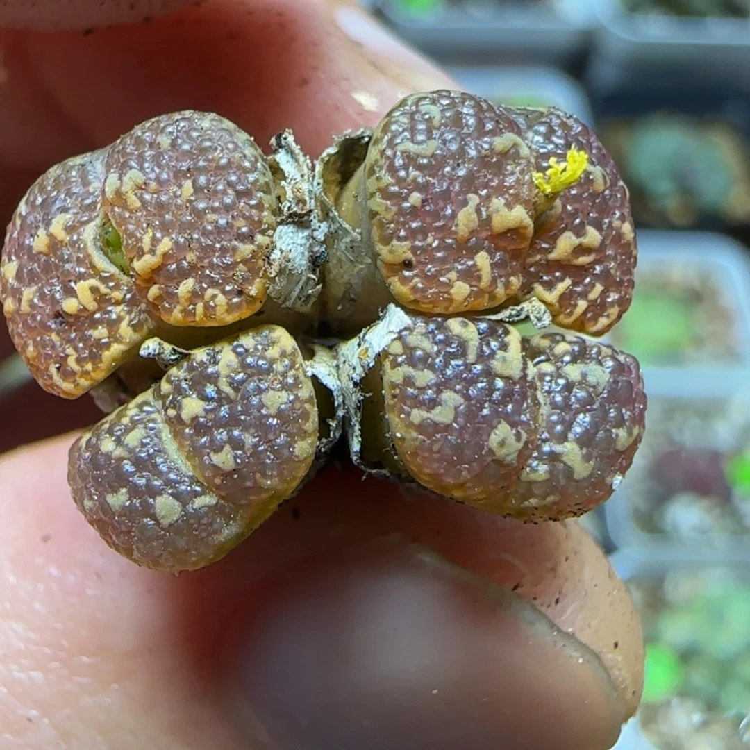 泡泡勋章多肉植物199