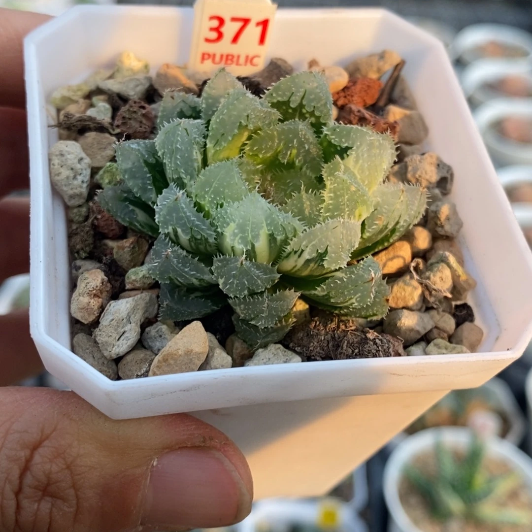 371号玄冰玉露锦多肉
