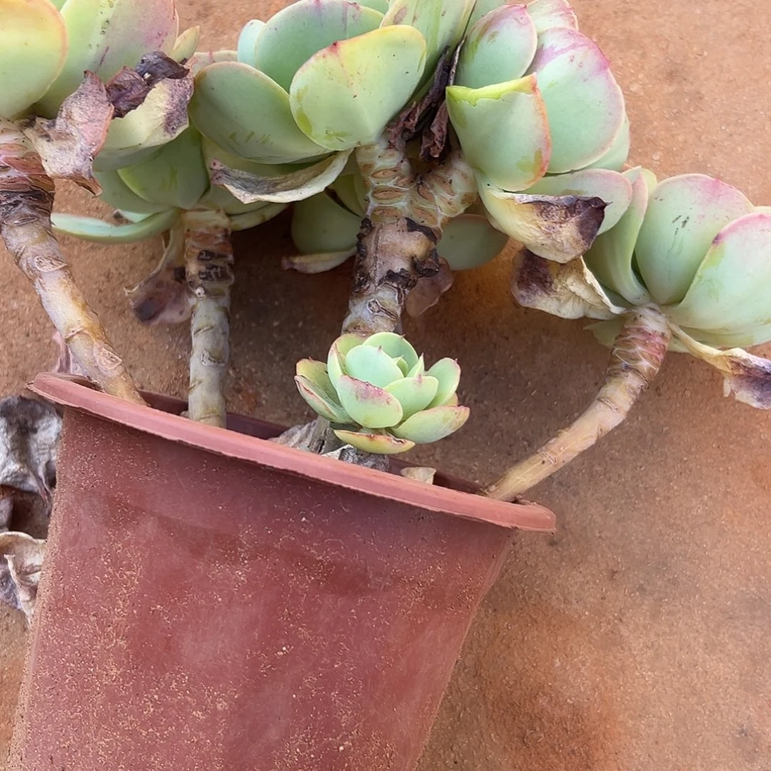 星***碧桃一物一拍多肉