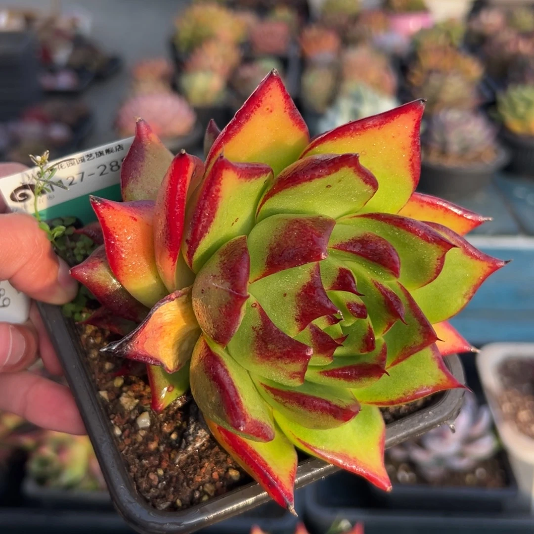 5***5从前慢花园多肉编号1127-288