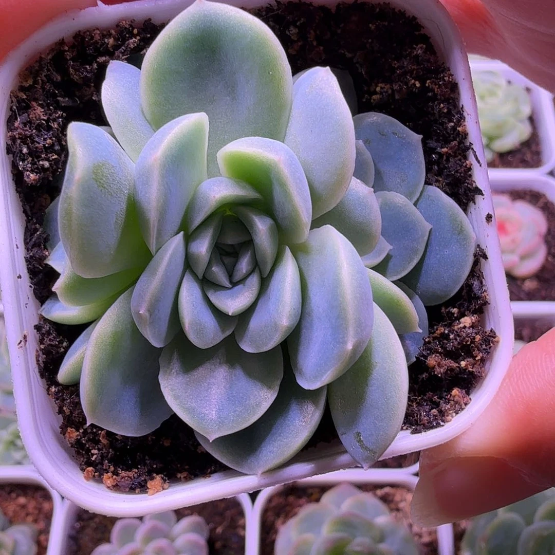 苍雪叶插苗一物一拍