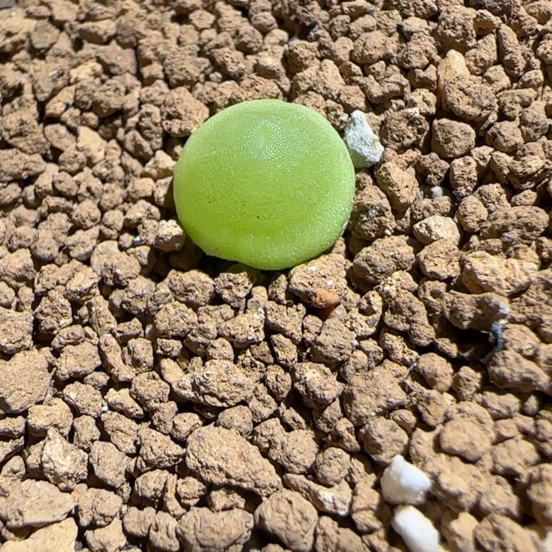 肉锥多肉植物组合-哈默1080