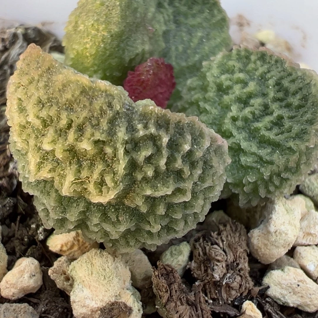 实生新品多肉植物水泡多肉植物