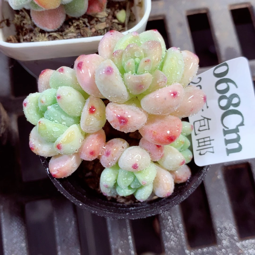 5厘米盆精控多肉068