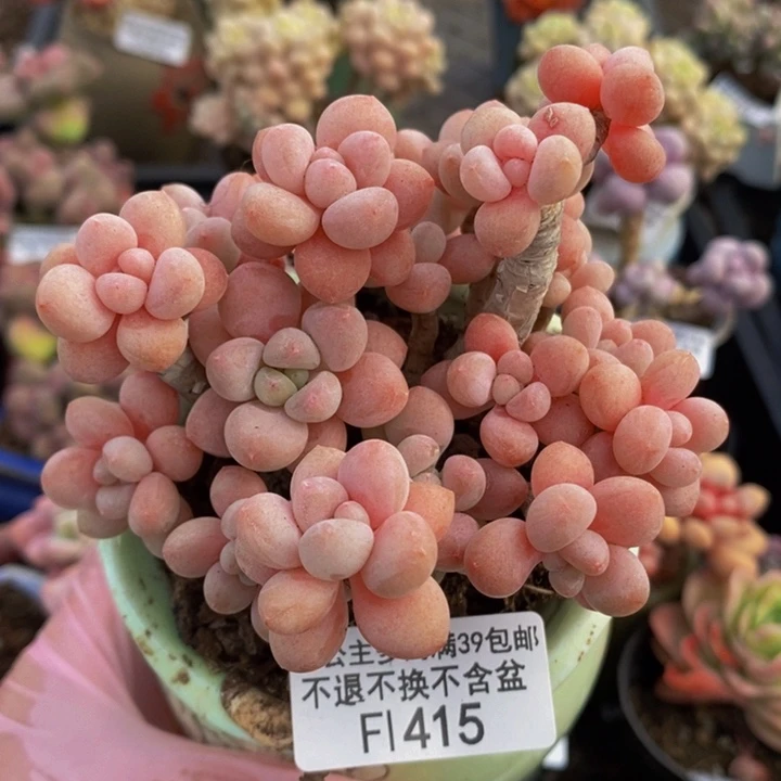 鱼子酱老桩9cm415多肉植物