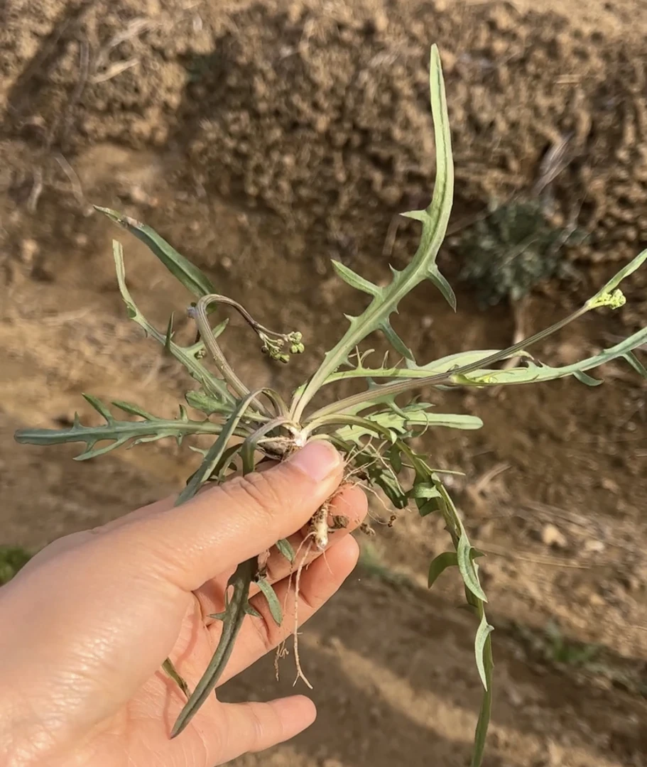 野生苦菜新鲜现挖（用水泡一下恢复新鲜）