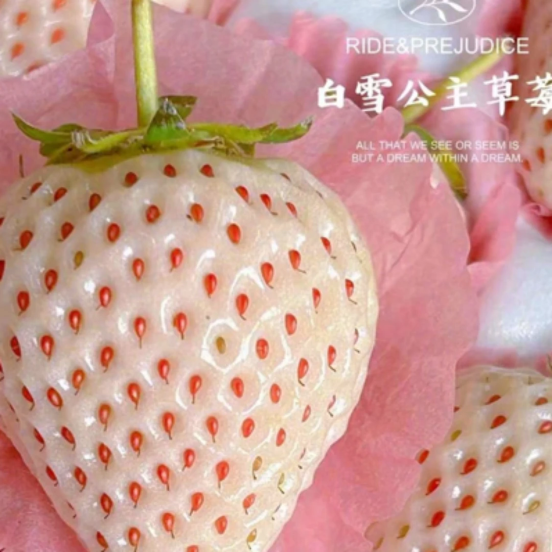 丹东淡雪草莓25元1斤白雪公主草莓