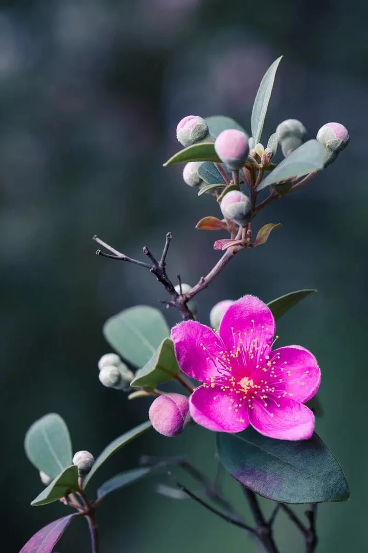 桃金娘别墅地桩，