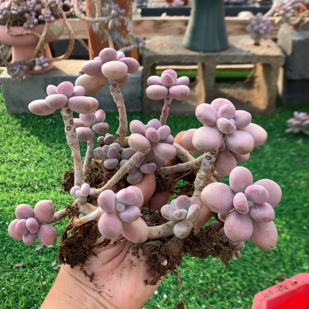 桃蛋老桩两颗开播福利1号