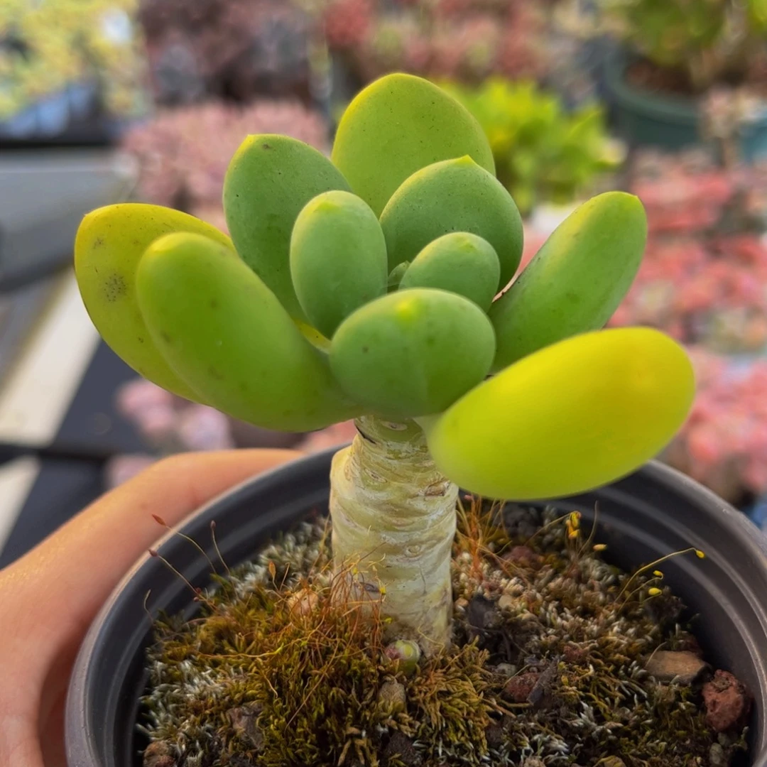 505-芒果奶多肉5cm