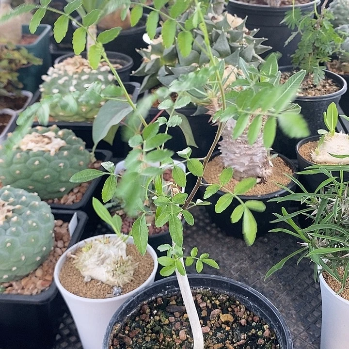 汉巴提橄榄，一物一拍，带盆