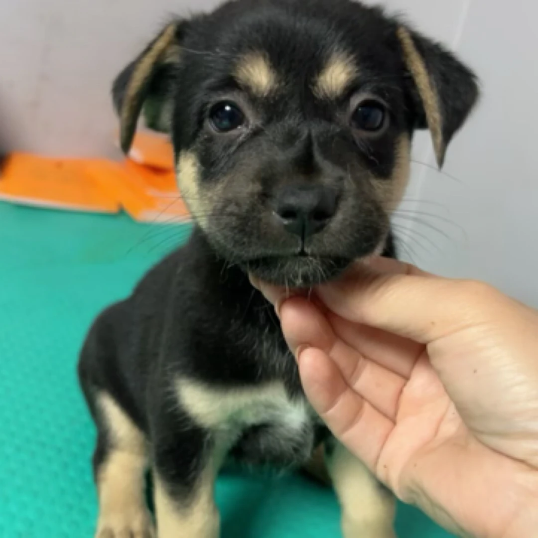 中华田园犬幼犬纯黑狗四眼铁包金狗狗幼犬活体