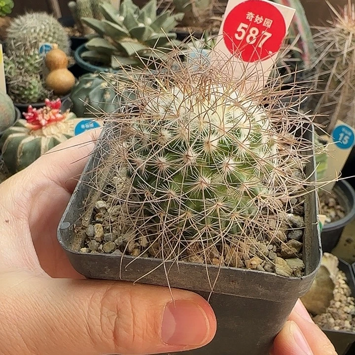 实生狂刺海泉一颗36887
