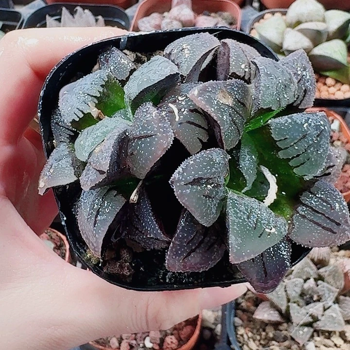 _***子无花朵十二卷。 紫梦。福利彩票