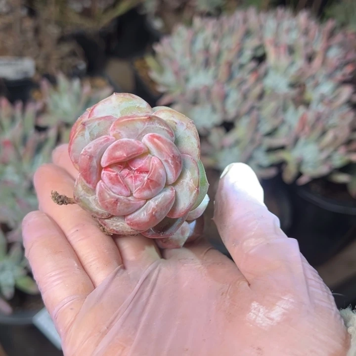 关****入429哈哈哈哈哈哈哈哈哈哈多肉