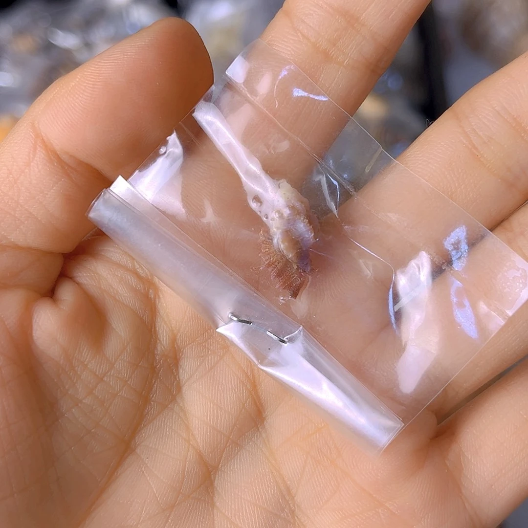 大理石磁石倩*天然贝壳海螺批发零售