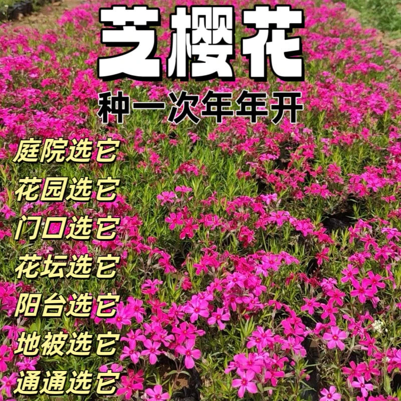 达里尔芝樱花】110口径杯苗 多年生宿根花卉  庭院绿化植物