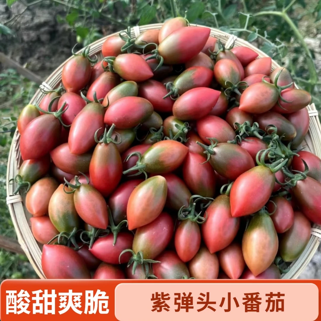 紫弹头小番茄圣女果新鲜樱桃西红柿孕妇水果蔬菜酸甜多汁