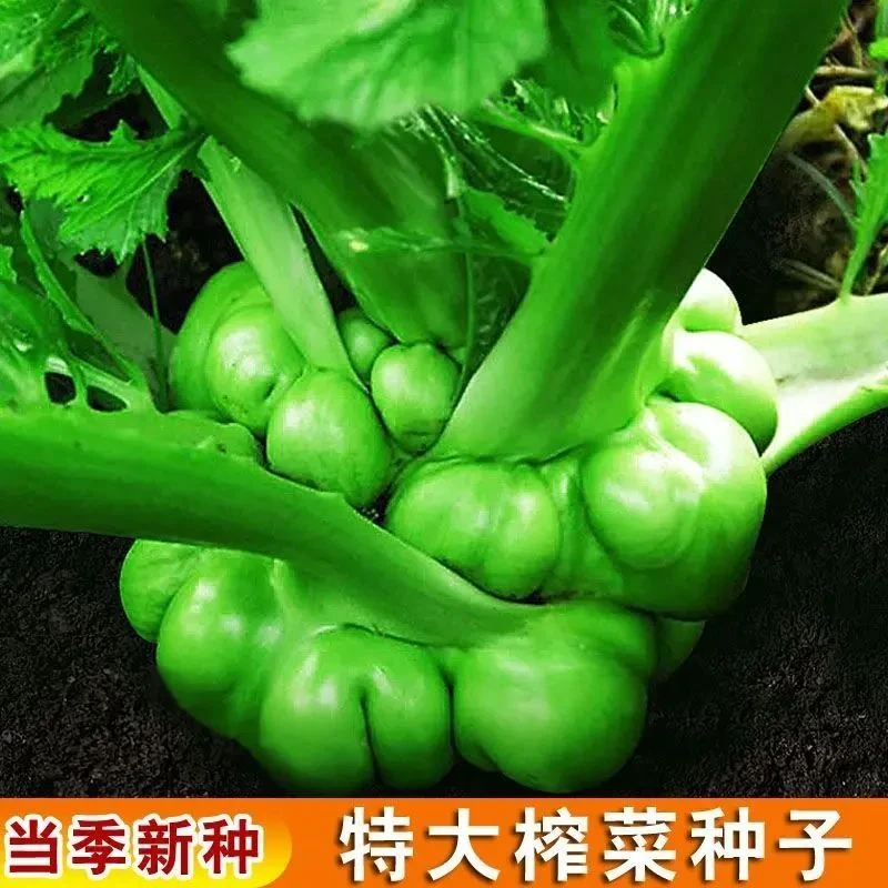 榨菜种子大头菜榨菜头青菜黄瓜籽头芥菜种籽夏秋季蔬