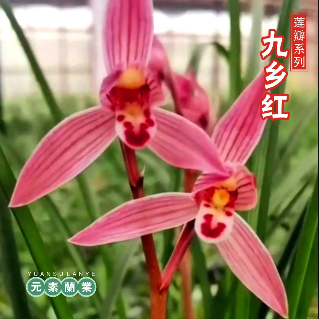 【九乡红】莲瓣兰元素严选精品国兰，自然种植基地直发
