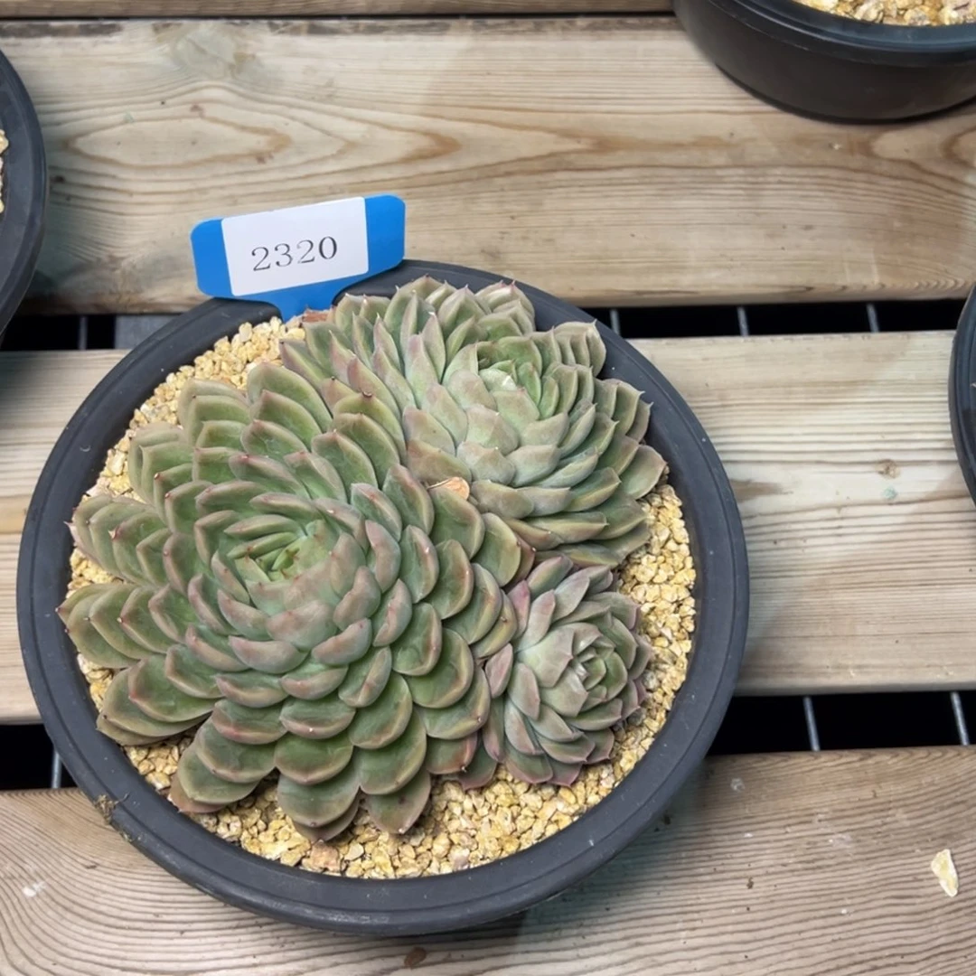 岚***12320多肉多多多多多