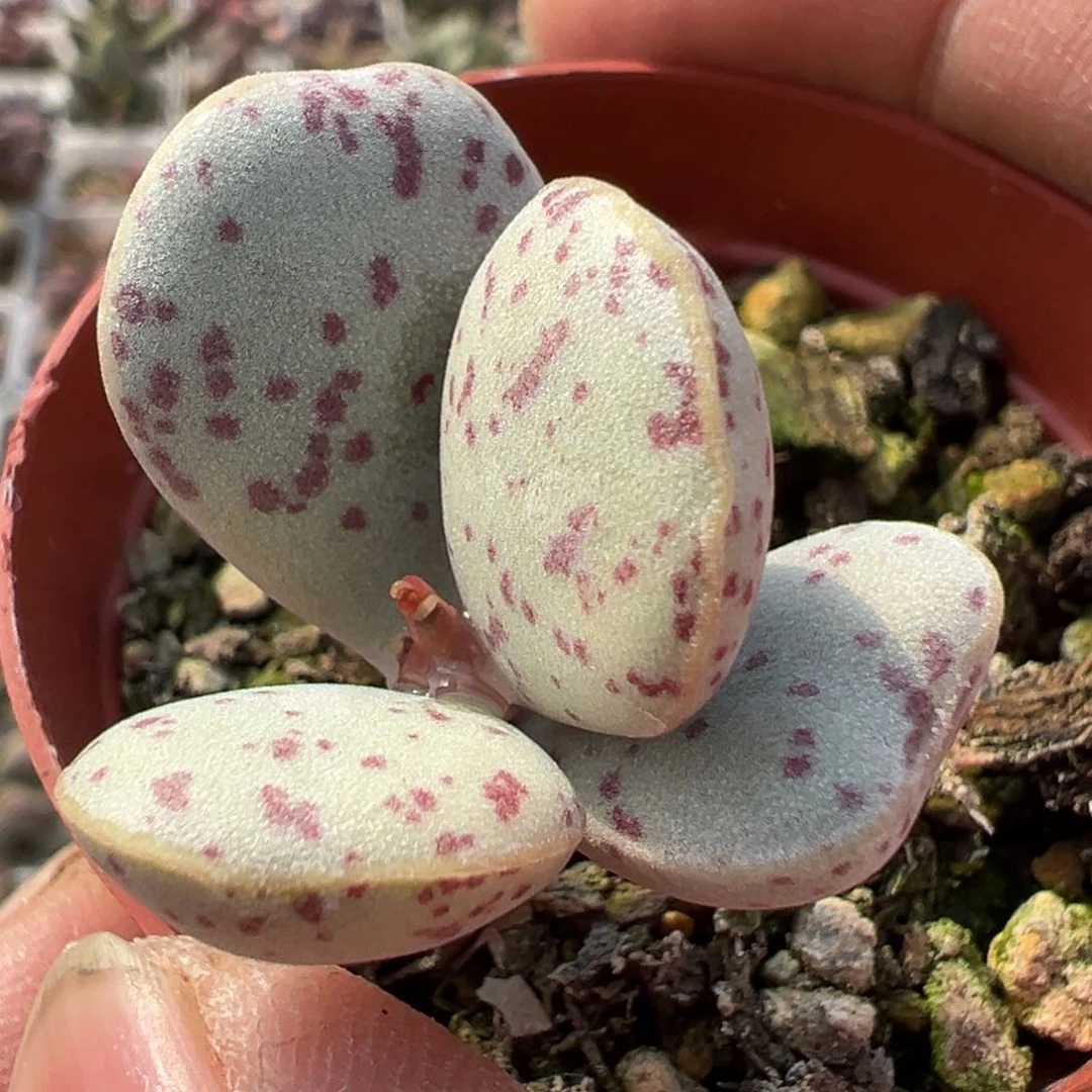 变量多肉植物水泡