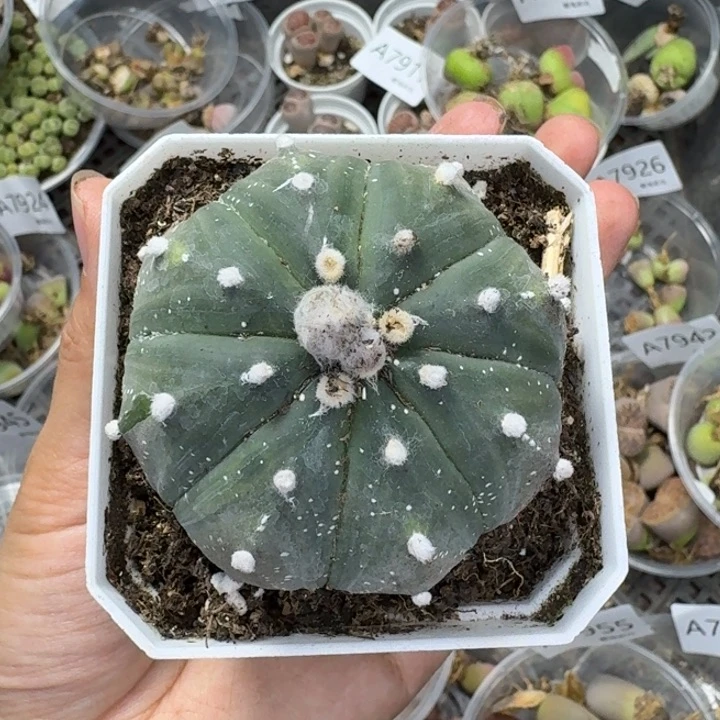 7957 生石花花肉锥