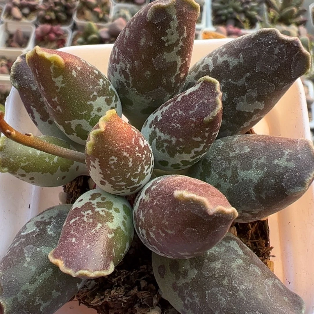 三代紫海豹亮紫色多肉植物水泡