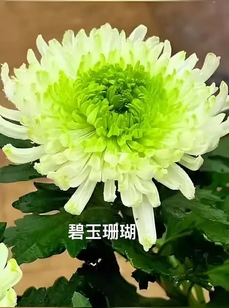 【碧玉珊瑚】菊花（带花苞） 阳台庭院室内外耐寒大花新品花卉盆栽