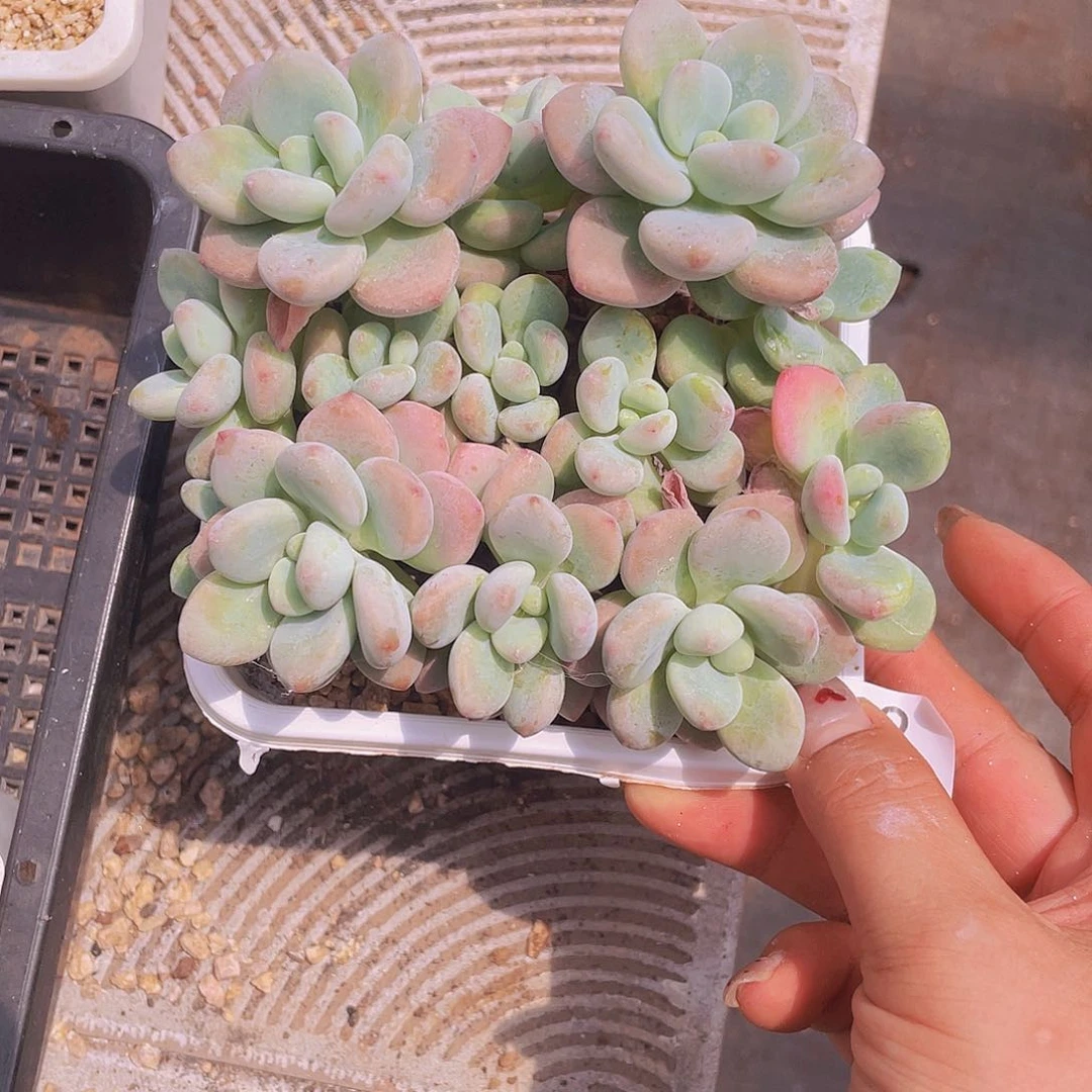 289。  香水洛神。