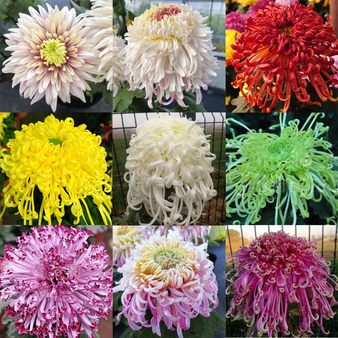 10棵菊花苗多年生植物四季开花大菊花盆栽室内外阳台庭院花卉绿植