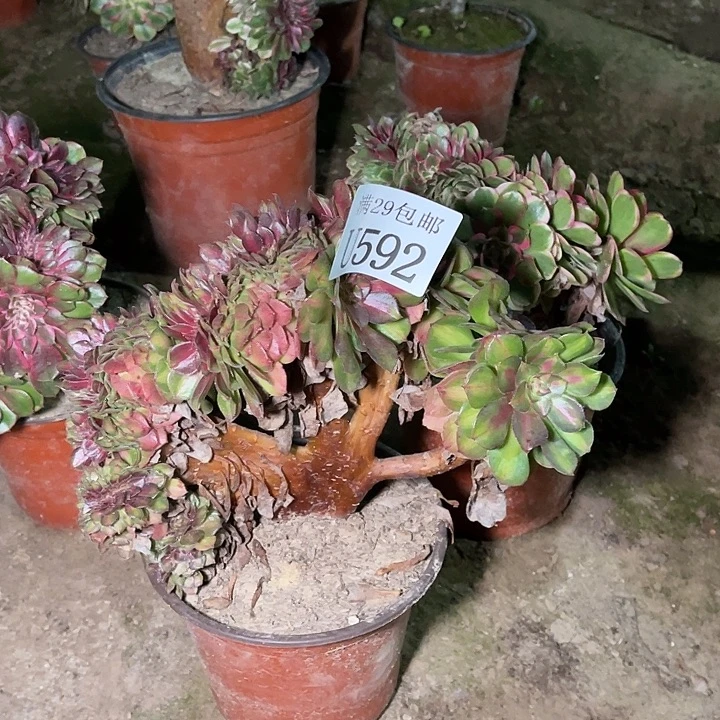 592抹茶缀    多肉植物