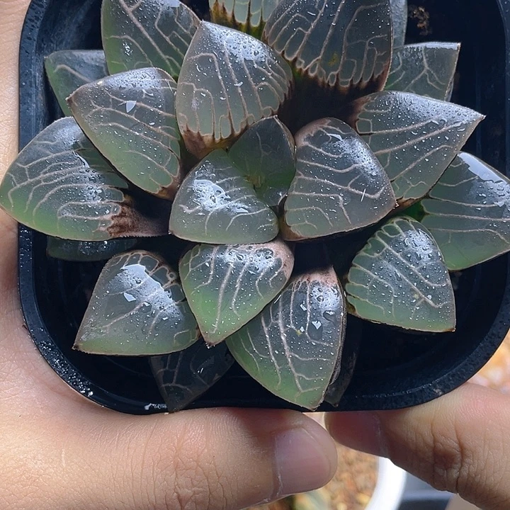 9.十二卷丸叶天池克母本。