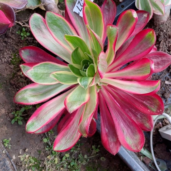 军****粒371烈焰多肉1，12345678