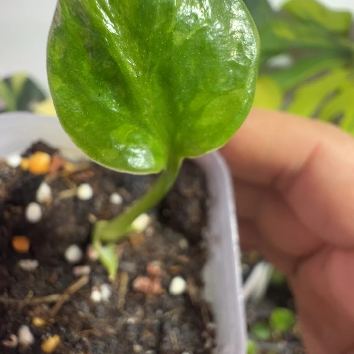 包***人完全开放龟背竹种苗