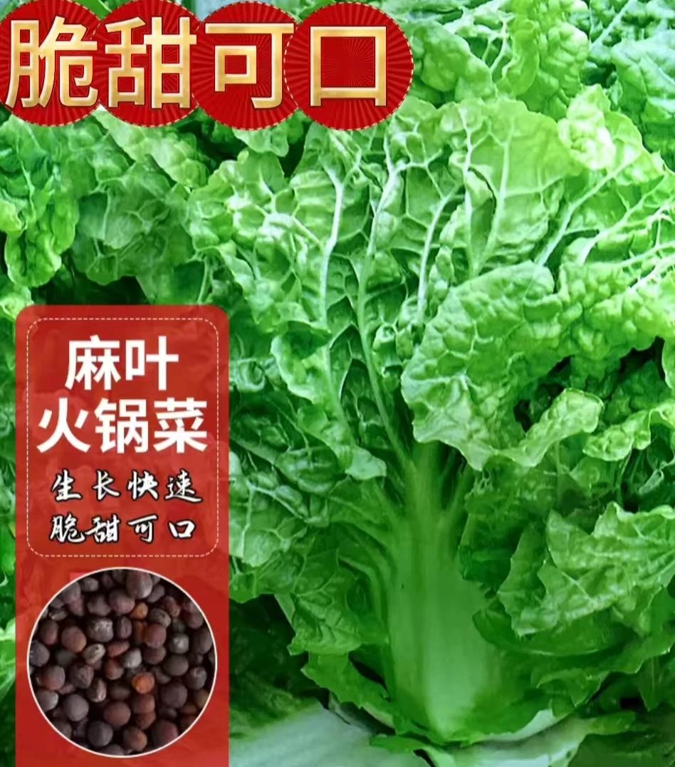 麻叶火锅菜种子四季播蔬菜种子大全无筋火锅白菜种籽高产抗病耐寒