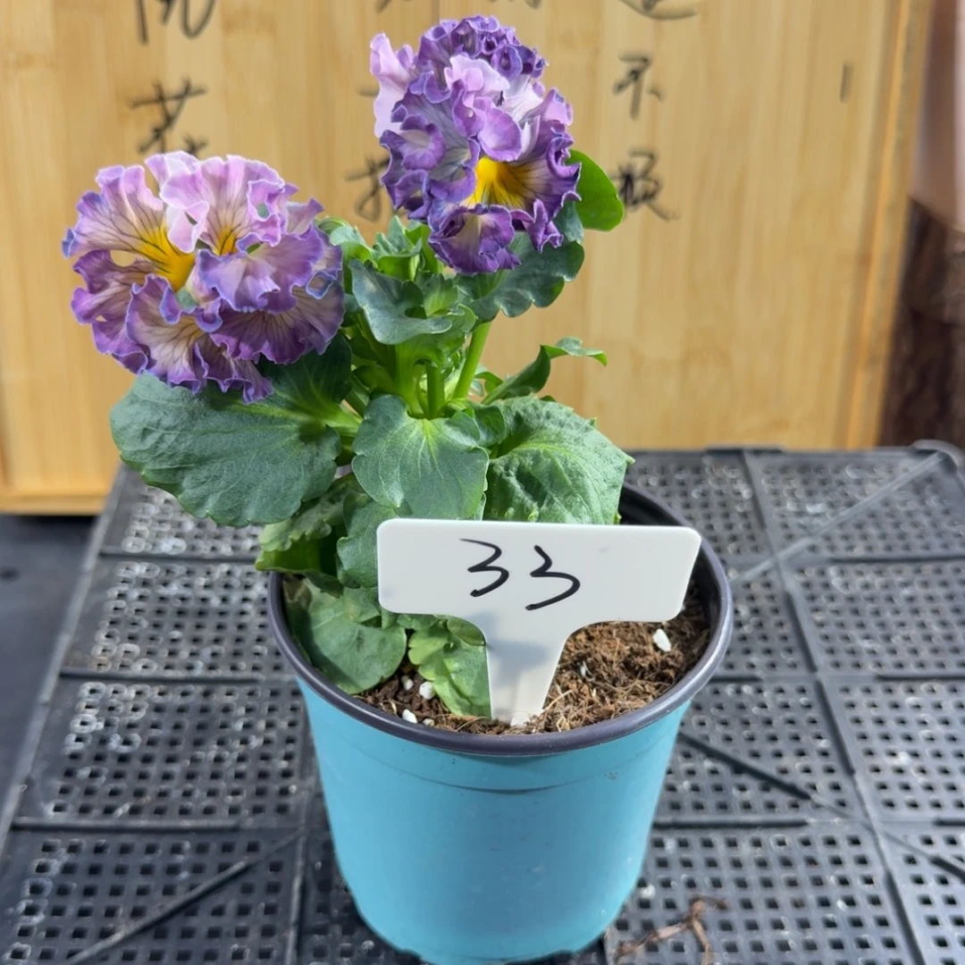 完全开放33号紫色光心