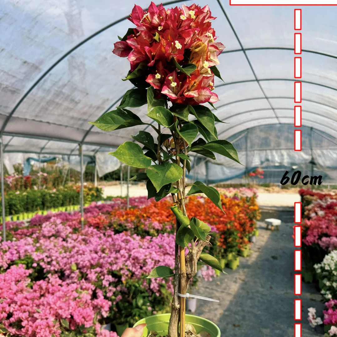 【苏菲亚】0.5加仑原盆带花四季勤花爬藤三角梅