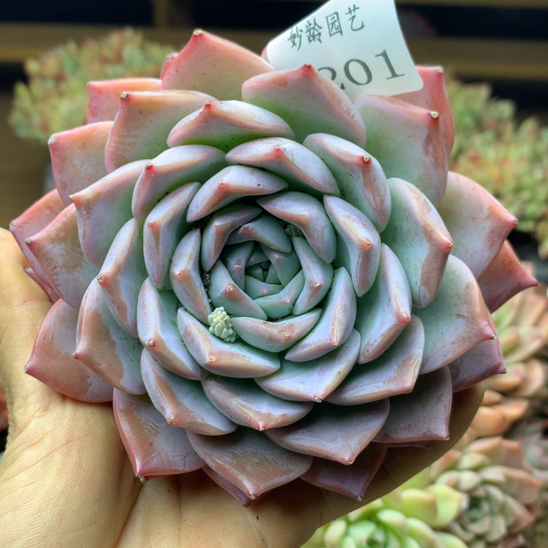 8201杂交多肉植物