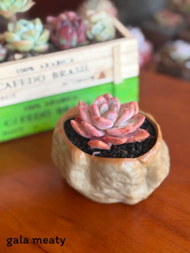 仿石粗陶盆 10冠幅凌雪 多肉精品配盆（多肉凌雪+花盆+花土）