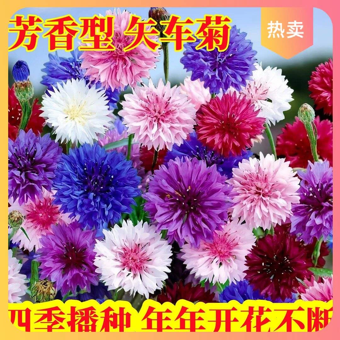 {力推}开花庭院易活四季室外花种籽子盆栽芙蓉花蓝矢车菊耐寒播种