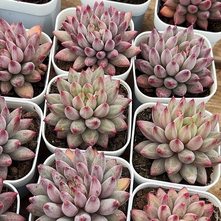 单头        金鱼姬