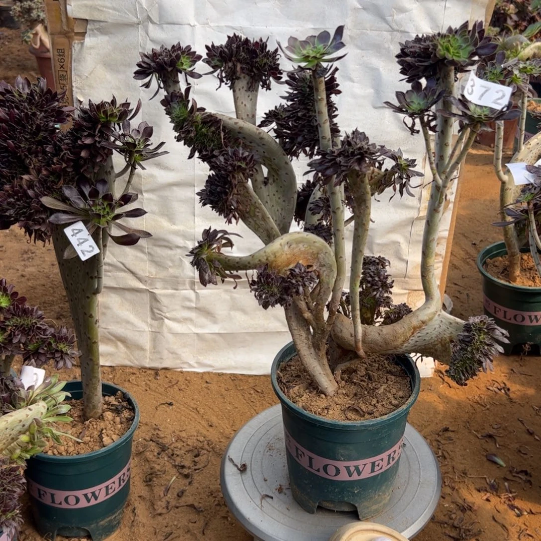 黑缀372高40厘米一颗