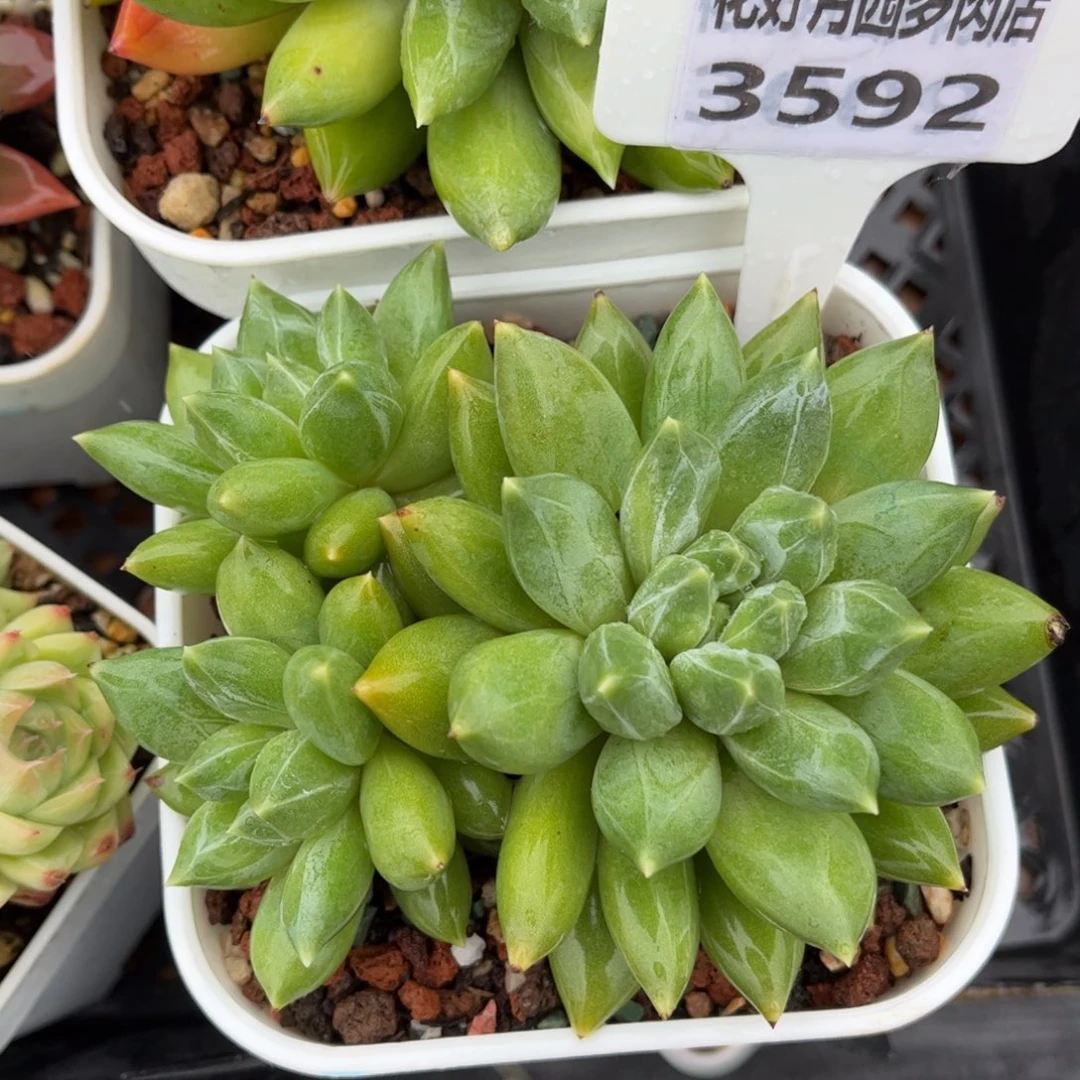 语***儿多肉植物3592 一定要拍个冷链哦
