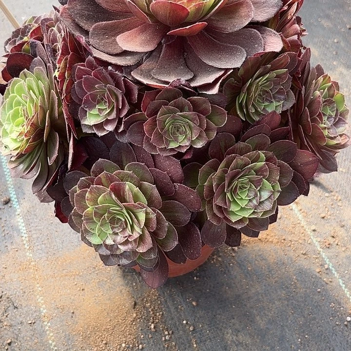 多肉植物花月夜锦，
