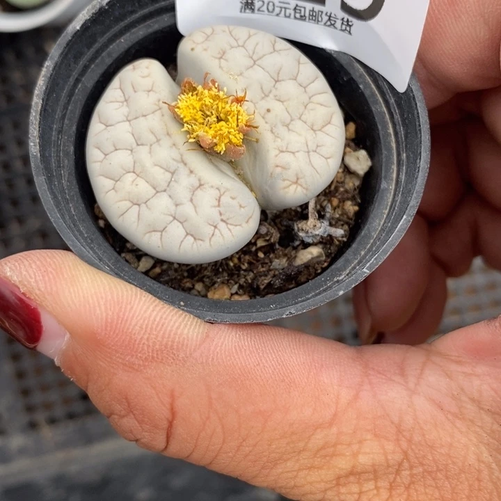 初***琪生石花的季节到啦419